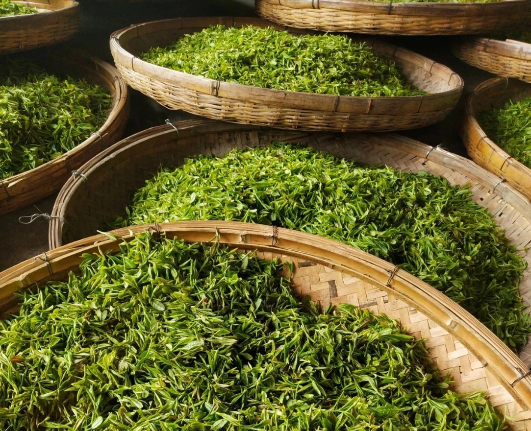 簡(jiǎn)小葉說(shuō)茶|嶗山綠茶：山海之間，一葉知春