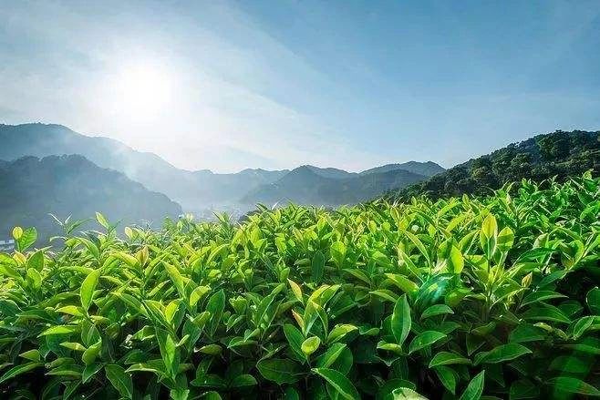 簡小葉說茶|尋味春之韻，品味一點(diǎn)紅