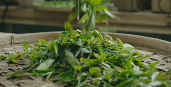 愛生活 愛簡(jiǎn)小葉|土樓紅系列之一點(diǎn)紅