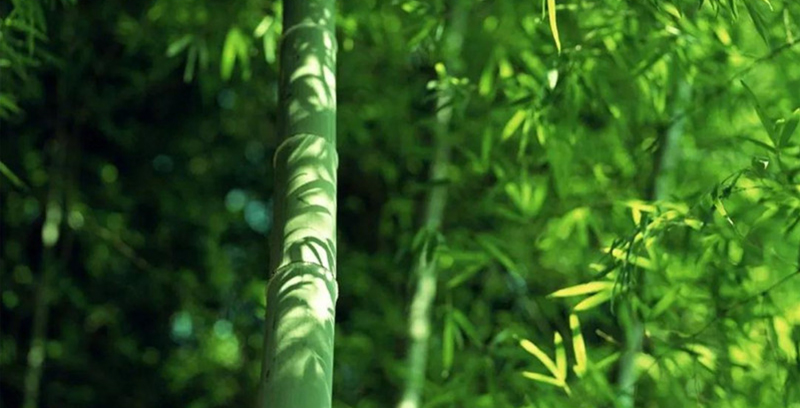 簡小葉食譜｜再說麻竹筍干：應(yīng)簡粉的強(qiáng)烈要求