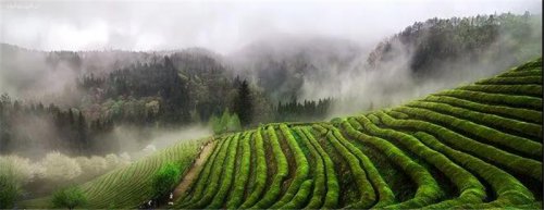 開卷有益|高山茶，有哪些優(yōu)點(diǎn)？