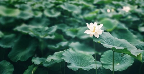 簡(jiǎn)小葉放肆語(yǔ)錄|我不是一位佛教徒 只是一位修行者